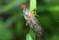 Empis trigramma